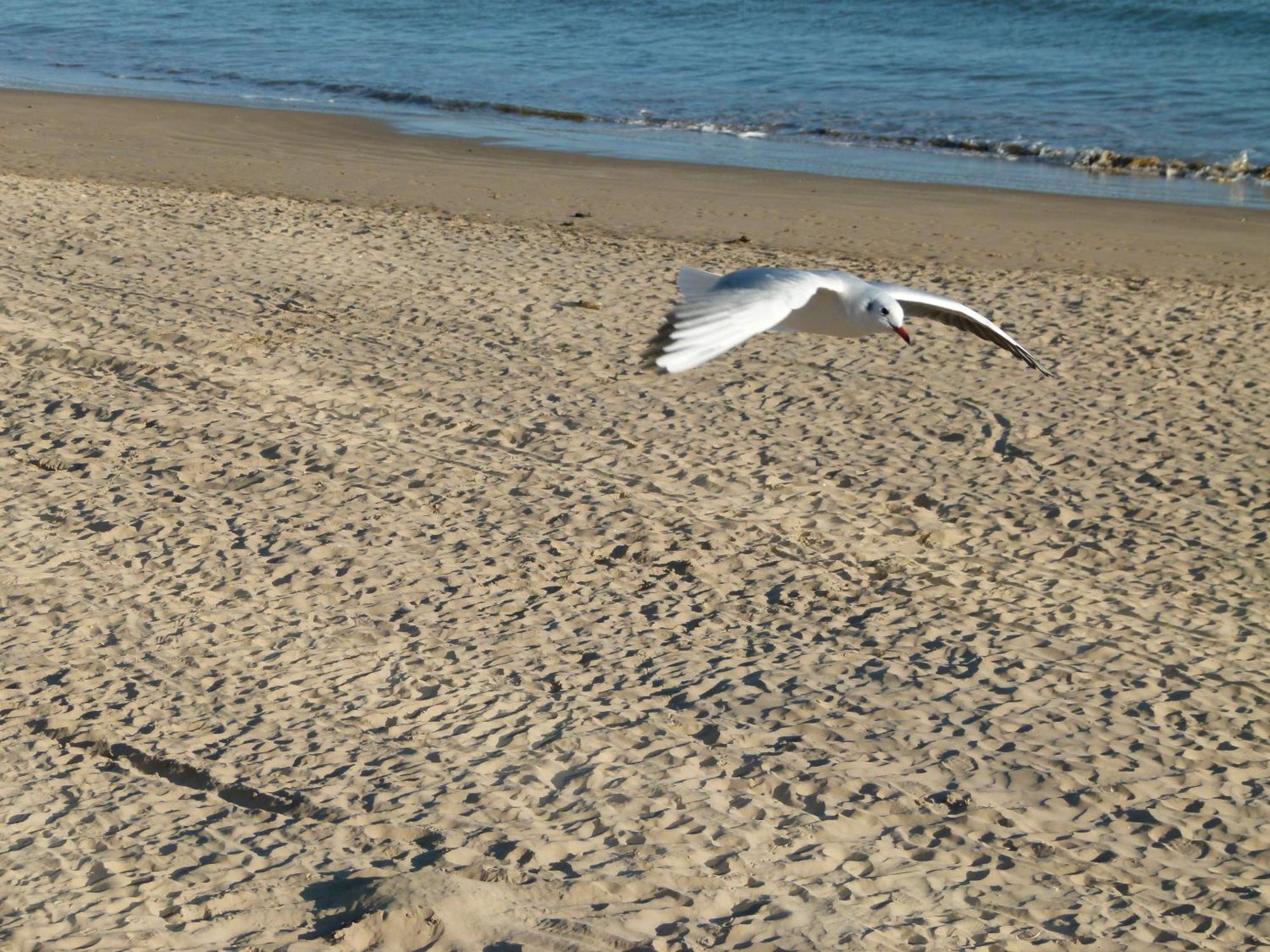 Appartements Front De Mer Sables D'Olonne เลส์ซาบล์-โดล็อนน์ ภายนอก รูปภาพ